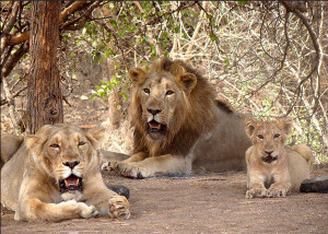 Animal dads, lion family